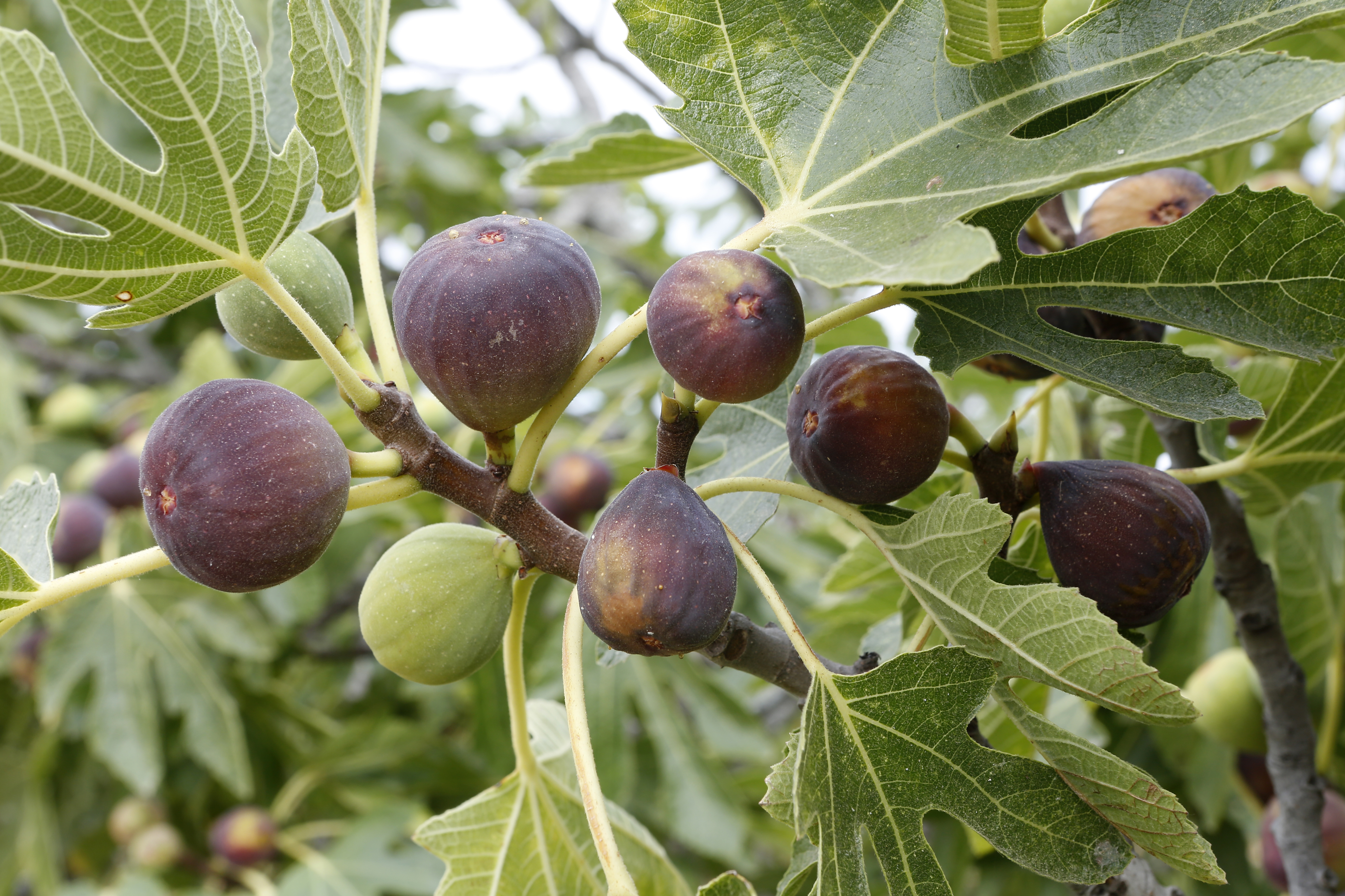trække Diktatur bakke The Health benefits of Figs – Leon Fruit and Nut Exchange
